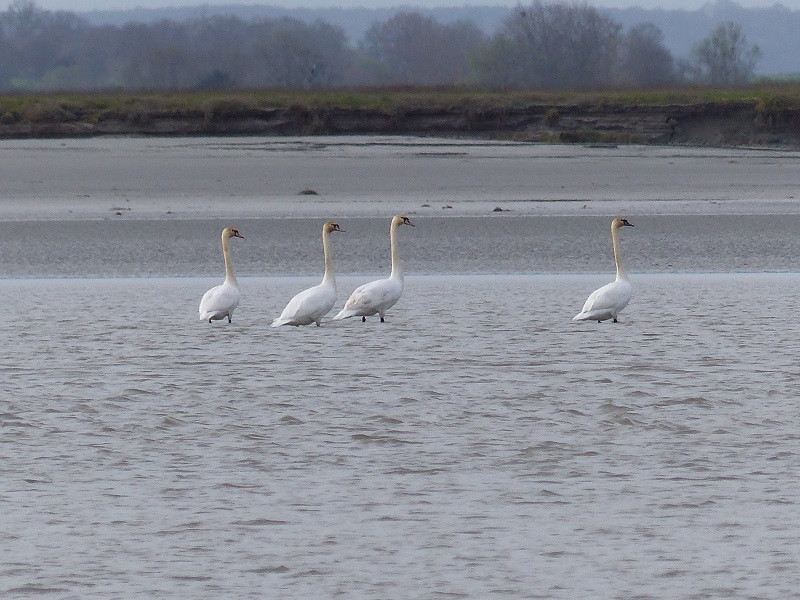 celine-lelandais-guide-de-la-baie-4