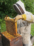 9-les-ruches-cr-dit-photo-la-ferme-des-cara-meuh-333068