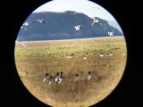 tombelaine-ornitho-1-201696