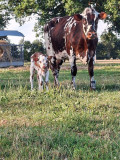 veau-vache-768849