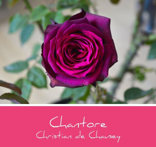 capture-d-cran-2025-06-20-141648-768731