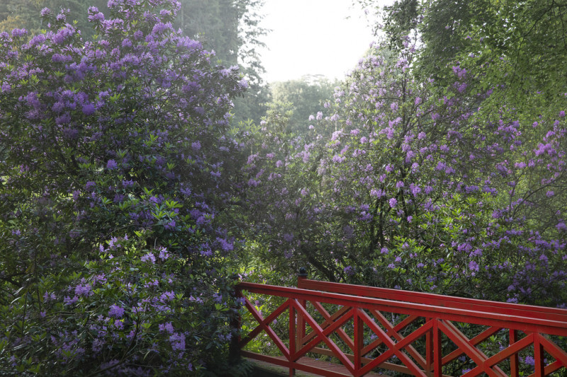 rodhodendrons-768730